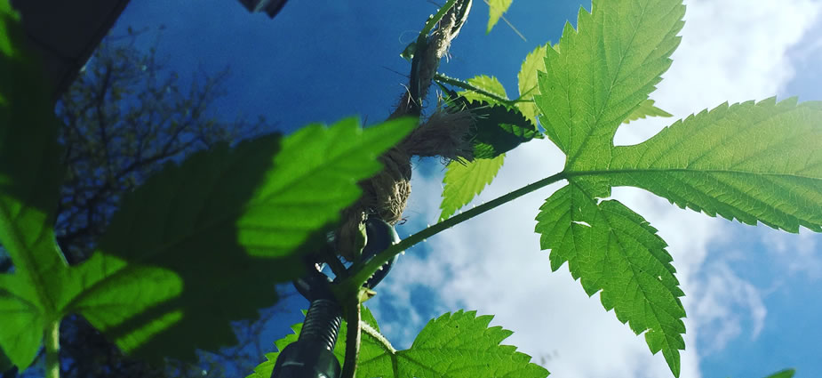 Growing Hops At Home