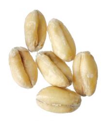 White Wheat 50 lb Sack